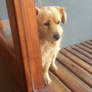 Meet your Posher, Oliver